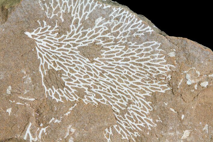 Ordovician Bryozoans (Chasmatopora) Plate - Estonia #73472